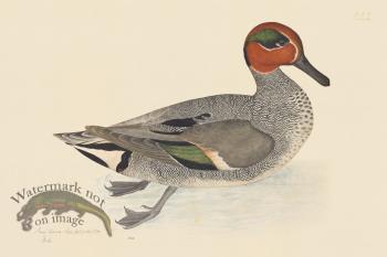 Rudbeck CFA 222 Common Teal